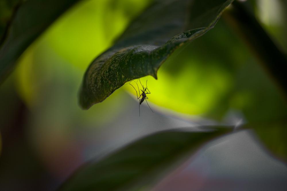 Foto di Naufan Rusyda Faikar